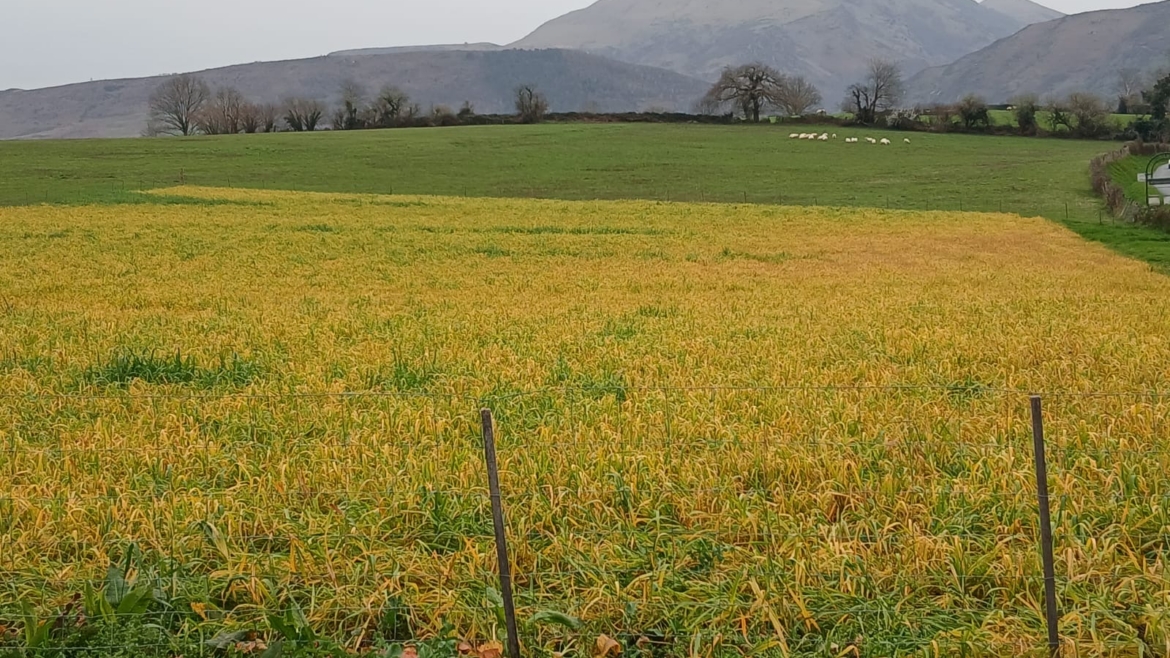 MARIENIA BRULÉ AUX PRODUITS CHIMIQUES!